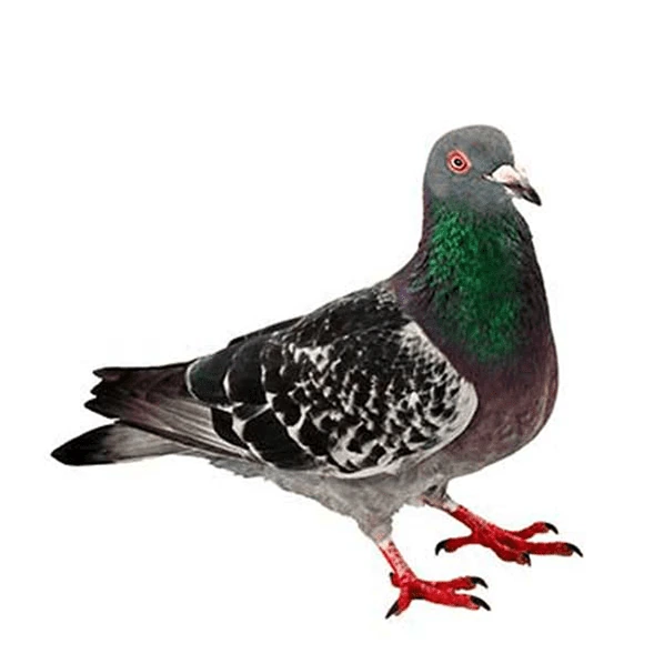 pigeon emote