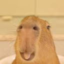 HappyCapybara emote