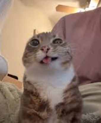 highcatto emote