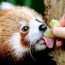 redpanda_lick emote
