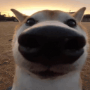 SNIFFA animated emote