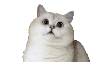 woah emote