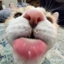 blep emote