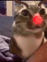 catAsk emote