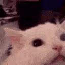 catscream emote