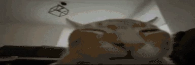 buhFlipExplodes emote