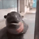 moodengEat emote