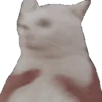 shakethecat emote