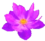 magentalotusflower emote