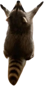 Raccoon_hail emote