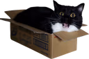 maxwellboxhype emote