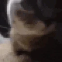 ChipiChipiCat emote