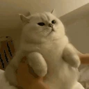 catting emote