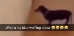 waffling emote