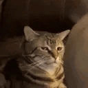 CatSus emote