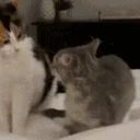 Bitch emote