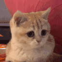 catnick2 emote
