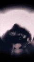 pedroRacoon emote