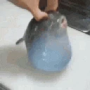fish emote