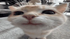 catSmile emote