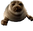 NicoSeal emote