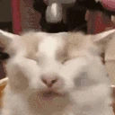 BONK emote
