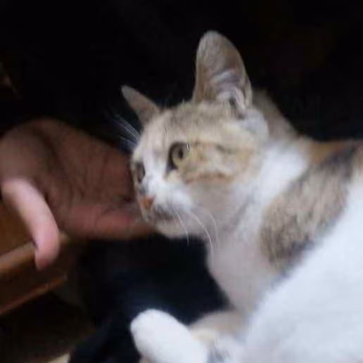 Moon_cat emote