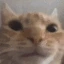 CatsLooking emoji