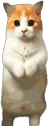 CatTimeStand emoji