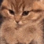 kittenpaws emote