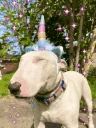 yay emote