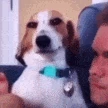 susdogsmirk emote