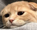 sad emote