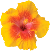 tropic_flower2 emoji