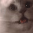 catscream2 emote