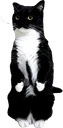 maxwellstand emote