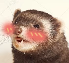 ferretoblush emote