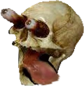 Skull_Hungry emote