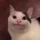 Ollie_Smile emote