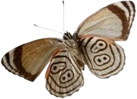 brownmoth emote