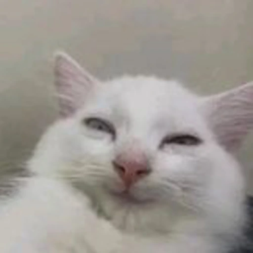 cat_smile emote