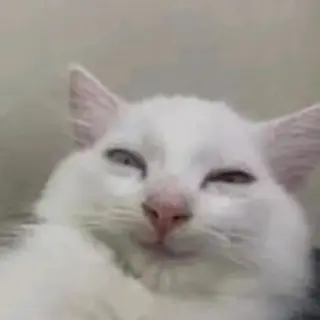 cat_smile emote