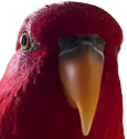 Red_Birb_Stare emote