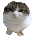 catJiggle emote