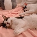 cats_sleepybuddies emote