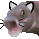 OOOOcat animated emote