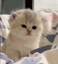 ah emote