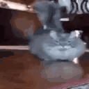 catArrive animated emote