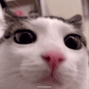 plonk emote