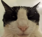 nuh emote